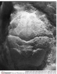 Historisches Foto von Pithonoton sp. (NHMW-AFW-GEO-BACHMAYER-FOTO-1990-0041-0018)